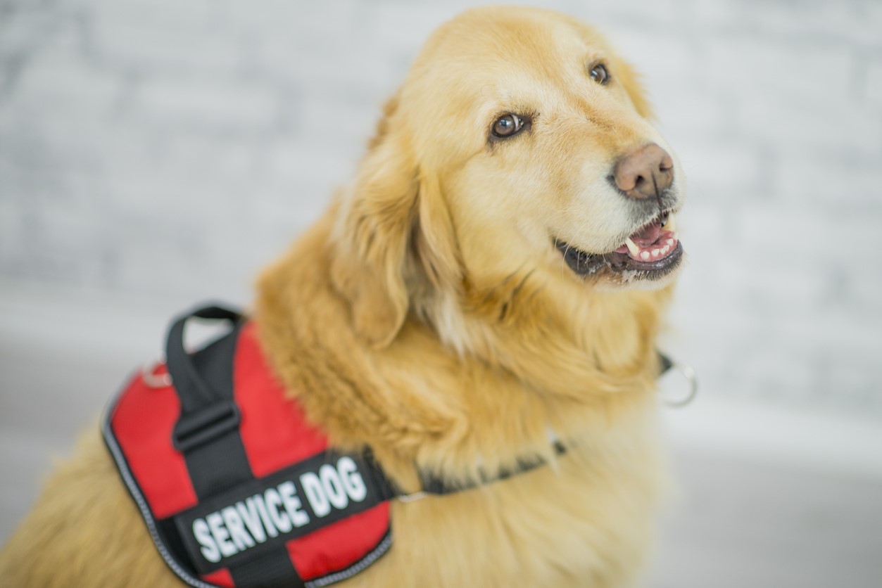 Service Dog Service Dog